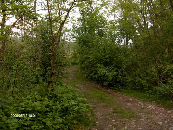 Zone umide nei pressi della Stura di Lanzo Zone umide nei pressi della Stura di Lanzo