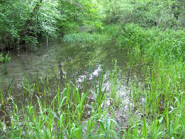 Zone umide nei pressi della Stura di Lanzo Zone umide nei pressi della Stura di Lanzo