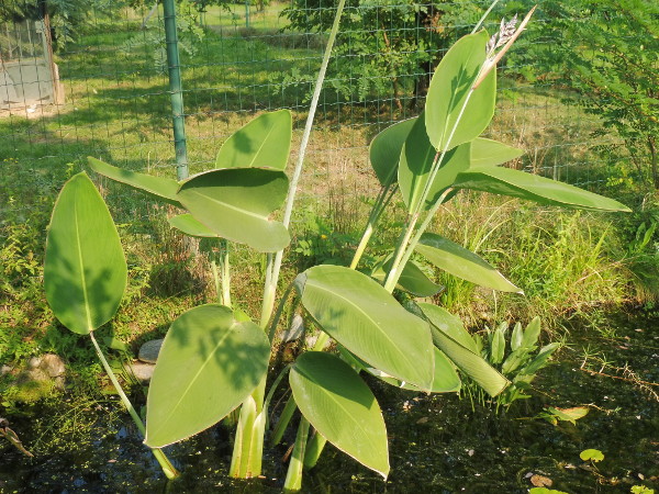 Thalia Dealbata Thalia Dealbata