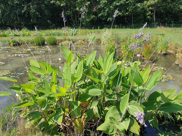 Thalia dealbata Thalia dealbata