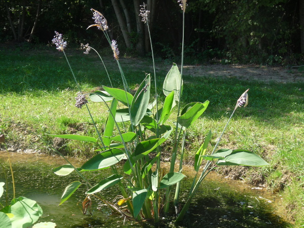 Thalia Dealbata Thalia Dealbata