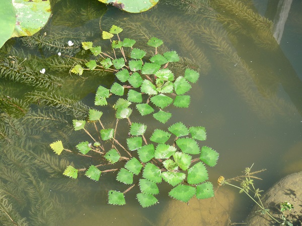 vendita piante acquatiche vendita piante acquatiche