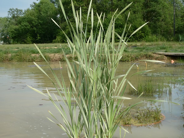 Typha latifolia Variegata Typha latifolia Variegata