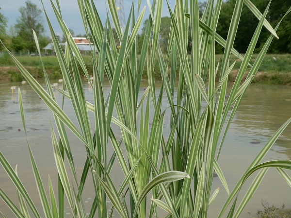 Typha latifolia Variegata Typha latifolia Variegata