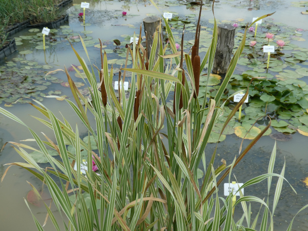 Typha latifolia Variegata Typha latifolia Variegata