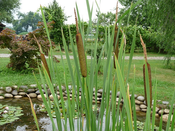 Typha latifolia Typha latifolia