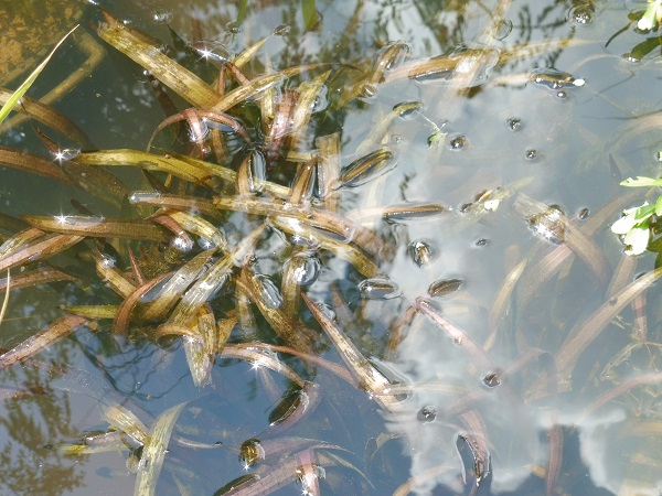 Vallisneria Gigantea Vallisneria Gigantea