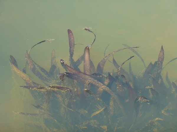 Vallisneria Gigantea Vallisneria Gigantea