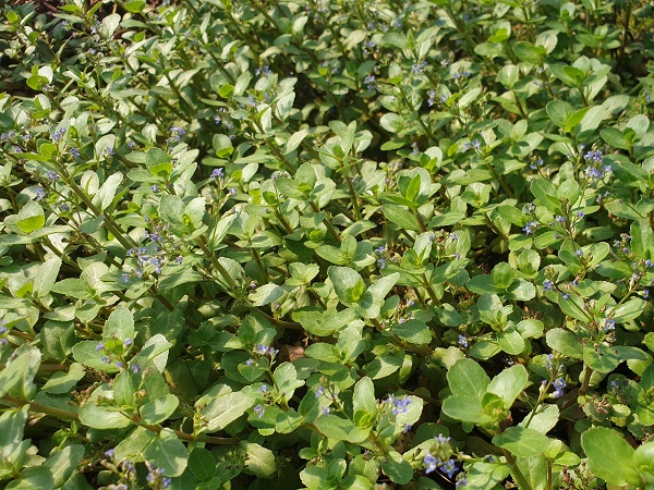 Veronica beccabunga Veronica beccabunga