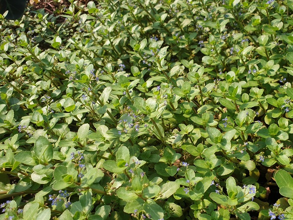 Veronica beccabunga Veronica beccabunga