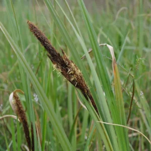 carex riparia carice riparia