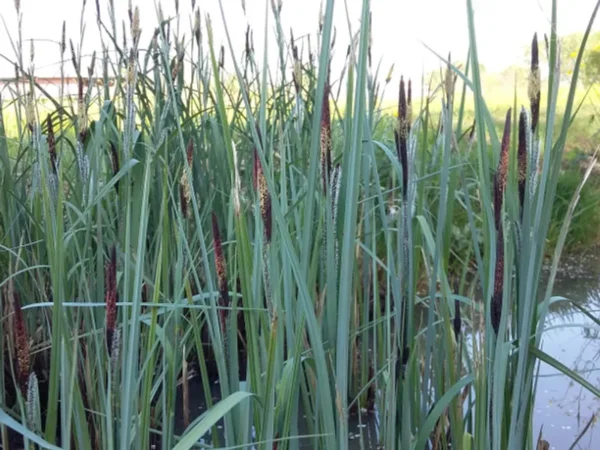 carex riparia carice riparia