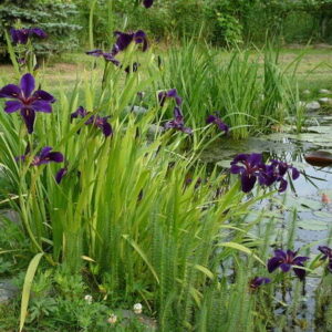 Iris louisiana 'Black Gamecock'