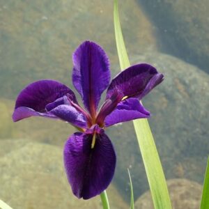 Iris louisiana 'Black Gamecock'