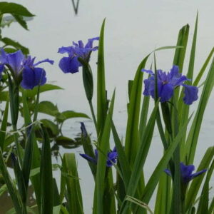 Iris louisiana 'Blue'