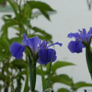 Iris louisiana 'Blue'
