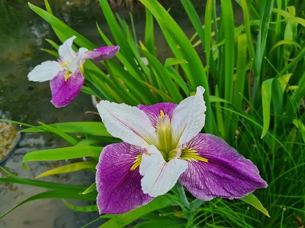 Iris louisiana 'Colorific'