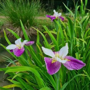 Iris louisiana 'Colorific'