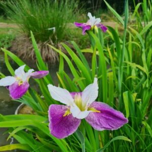 Iris louisiana 'Colorific'