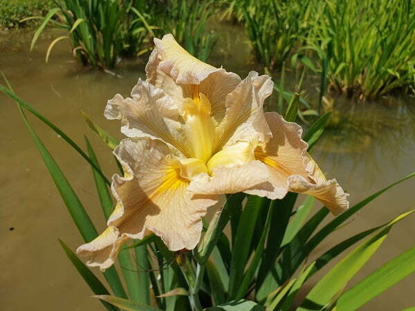 Iris louisiana 'Ginger Fudge'