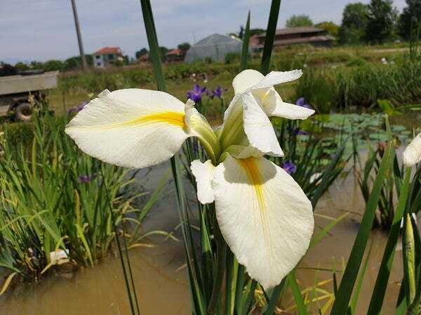 Iris louisiana 'Her Highness'