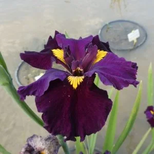Iris louisiana 'Night Thunder'
