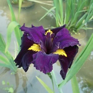 Iris louisiana 'Night Thunder'