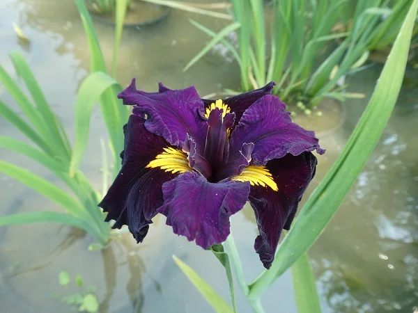 Iris louisiana 'Night Thunder'