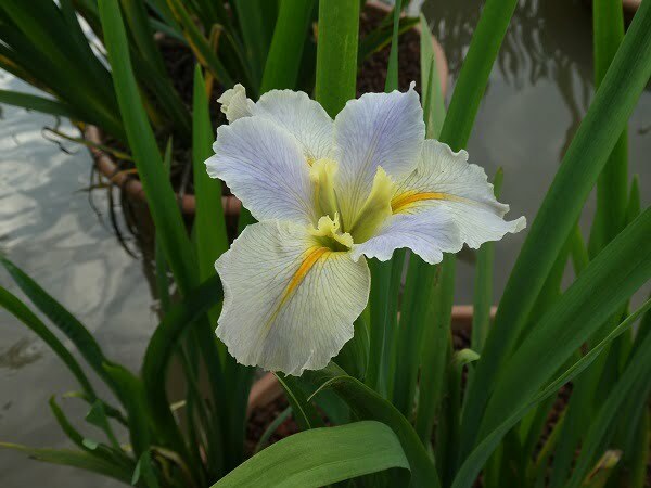 Iris louisiana 'Nutcote'