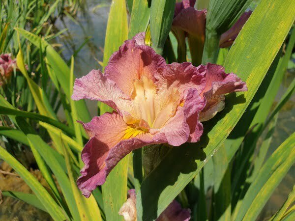 Iris louisiana 'Princess Leia'