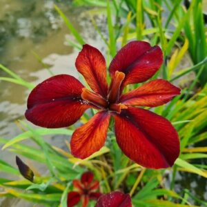 Iris louisiana 'Red Echo'