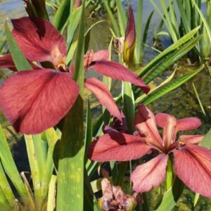 Iris louisiana 'Red Echo'