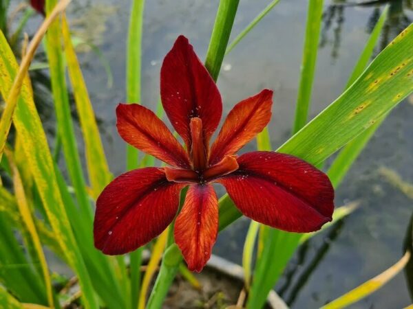 Iris louisiana 'Red Echo'