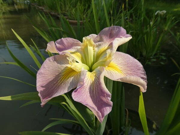 Iris louisiana 'Sunshine Bridge'