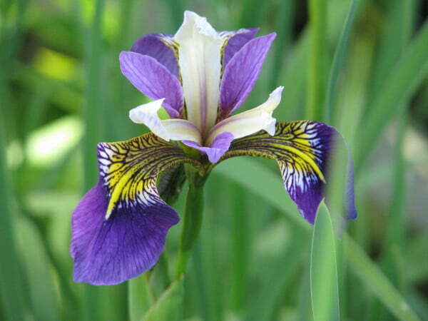 Iris pseudacorus 'Regal Surprise'