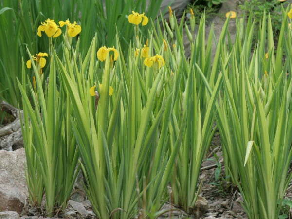 Iris pseudacorus 'Variegata'