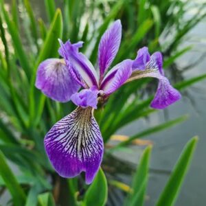 Iris versicolor 'China West Lake'