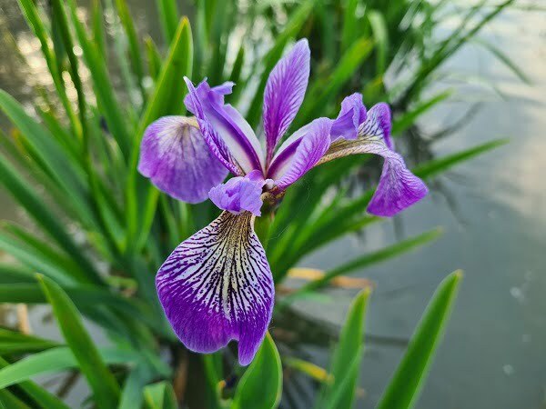 Iris versicolor 'China West Lake'