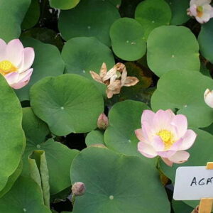 Loto Nelumbo 'Agate'