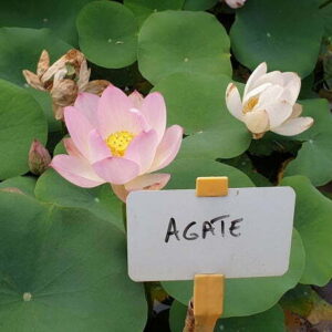 Loto Nelumbo 'Agate'