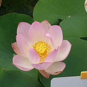 Loto Nelumbo 'Agate'