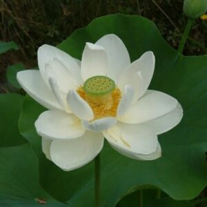 Loto Nelumbo 'Alba Grandiflora'