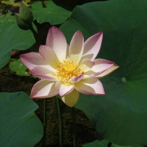Loto Nelumbo 'American Three Colours'