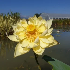 Nelumbo Autumn in Moling