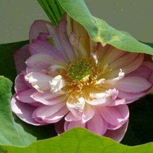 Loto Nelumbo 'Baby Peony'