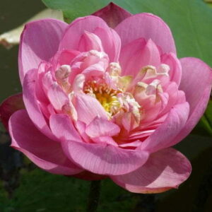 Loto Nelumbo 'Baby Peony'