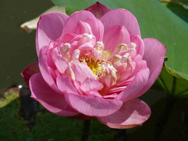 Loto Nelumbo 'Baby Peony'