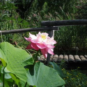 Loto Nelumbo 'Baby Peony'