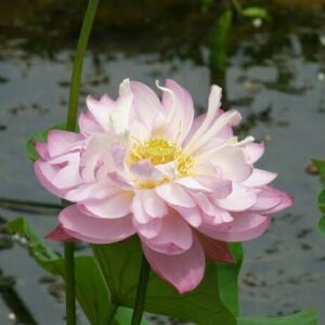 Loto Nelumbo 'Baby Peony'