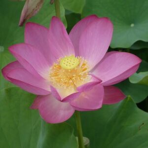 Loto Nelumbo 'Baby Pink'